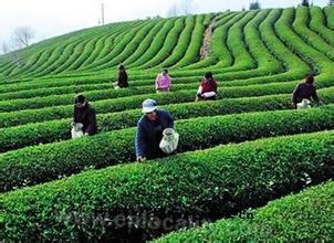 Ruian Qingming morning tea