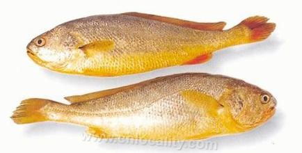 Nanji large yellow croaker