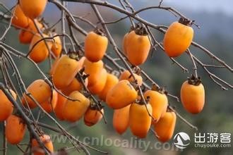 Yongjia red persimmon