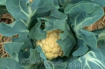 Yueqing cauliflower