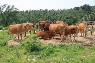 Tiantai yellow cattle