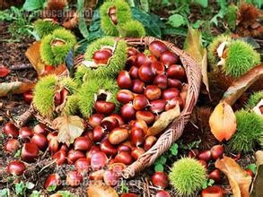 Liuduhe village chestnut