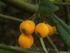 Tongyu loquat