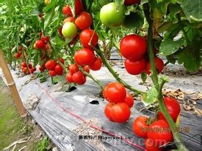 Tomato in Pukou Yangcun Village