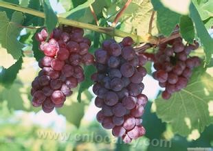 Daixi grapes