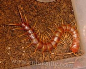 Daishan centipede