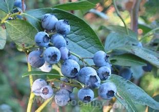 Zhangzhen blueberry