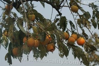 Red persimmon