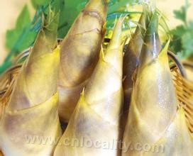 Phyllostachys pubescens with yellow buds