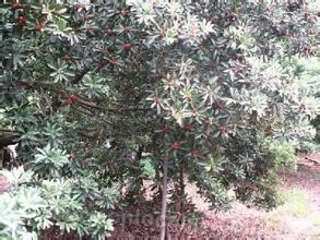 Myrica rubra