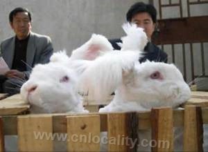 Shengzhou angora rabbit