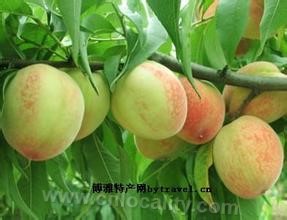 Shengzhou peach