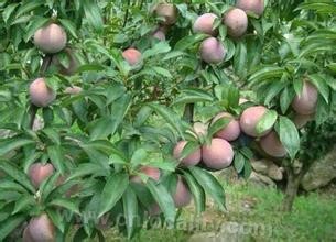 Shengzhou peach-shaped plum