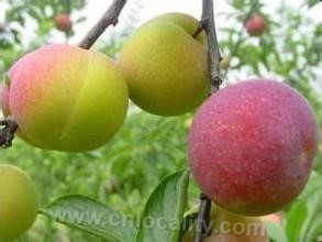 Xinfeng plum