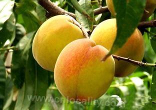 Yaozhuang yellow peach