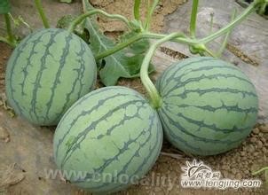 Haining watermelon