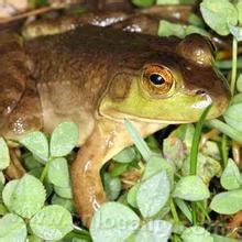 Yucheng bullfrog