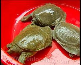 Yuyao turtle