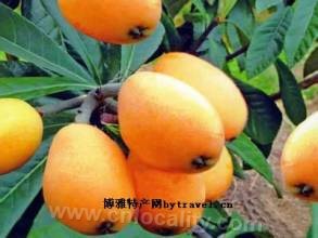 Xiangshan Xinqiao loquat