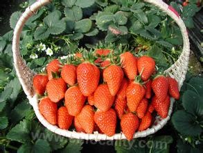 Shangtian strawberry