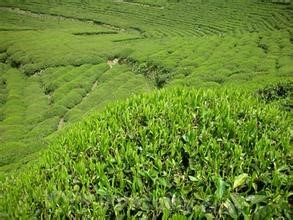 Jiukeng Maojian tea