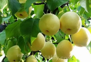 Zhongshan honey pear