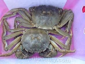 Ocean crab