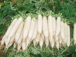 Zaixingxu radish