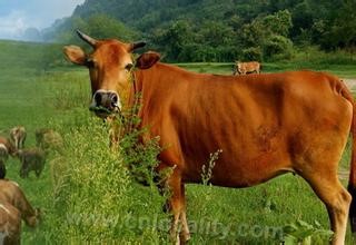 Taihu yellow cattle