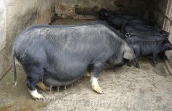 Taihu liubai pig