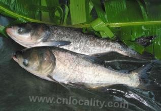 Mandarin fish in Huating Lake