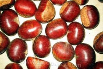 Taihu Hongguang chestnut