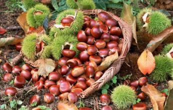 Tianzhushan chestnut