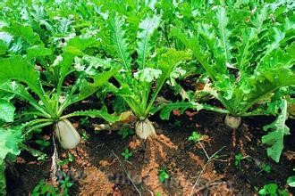 Zongyang radish