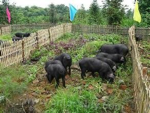 Jixi black pig