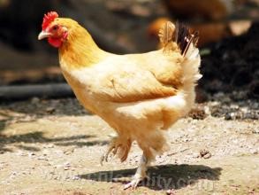 Guangde hairy leg chicken