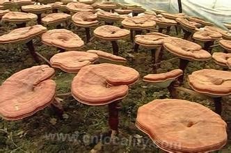 Ganoderma jingde