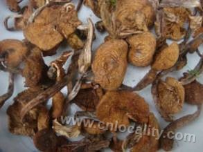 dried mushroom