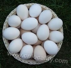 free range eggs