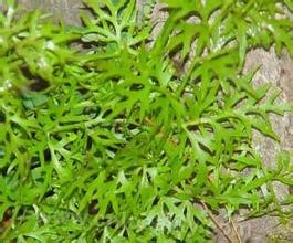 Dryopteris qimenensis