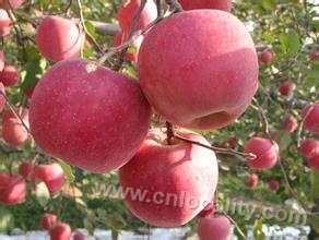 Changping apple