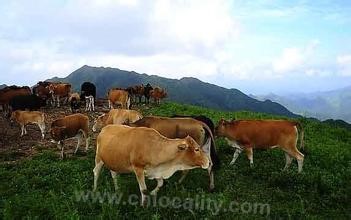 Jinzhai yellow cattle