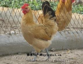 Wanxi ephedra chicken