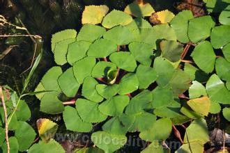 Huoqiu water chestnut