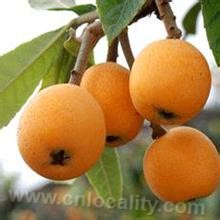 Laoshan loquat