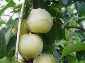 Huainan huangjing pear