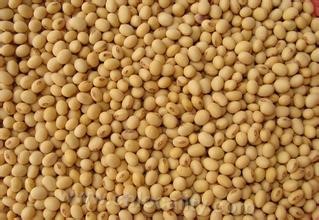 High quality and high protein soybean