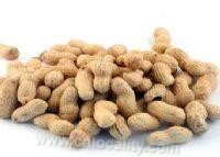 Wangzhuang peanut