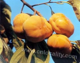 Changping Gai persimmon