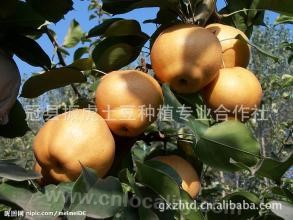 Caoshi golden pear